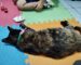 Psicologia con animales