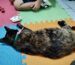 Psicologia con animales